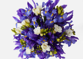 Double the Purple Iris image number 1